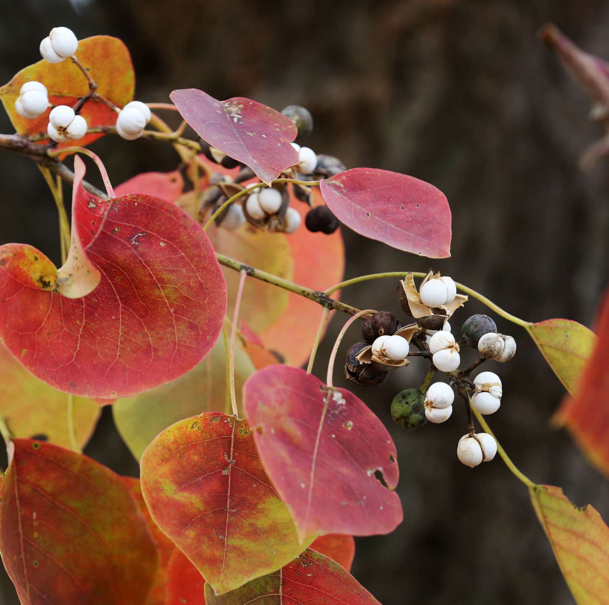 九游体育入口-鈭瀀3xckwt1ztoa2da鈭